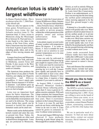 Illinois, as well as entirely filling an
American lotus is state’s                                                        earthen pond on the grounds of the
                                                                                 St. Louis Jewel Box Conservatory.

largest wildflower                                                               Profuse is an understatement, as N.
                                                                                 lutea was moving into the lawn along
                                                                                 the earthen pond embankments
by Dianne Plunkett Latham. This is       however. Under the Conservation of where mowing appeared to be the
an abstract of her Oct. 7, 2004 Plant-   Certain Wildflowers (Minn. Statutes Jewel Box ground keeper’s only
of-the-Month talk.                       18H.18), “No person shall distribute defense!
   There are only two species in the     ... lotus (Nelumbo lutea), which have
lotus genus Nelumbonaceae —              been collected in any manner from          If planted in a favorable location,
Nelumbo lutea (zone 4a) and              any public or private property lotuses will quickly take over. Water
Nelumbo nucifera (zone 5). The           without the written permission of the gardeners should not plant lotuses in
American lotus, N. lutea, occurs in      property owner and written private earthen ponds or in private
Minnesota along the Mississippi          authorization           from       the natural areas they don’t want them
River between St. Paul and Iowa. It      commissioner.”                          to take over. Most lotus varieties are
is also found in a few lakes in the                                              at least marginally hardy in zone 4
                                            Lotus plants require several weeks and would rapidly take over if not
vicinity of the Twin Cities, where       of sunny weather with temperatures killed by the pond going dry and then
Native Americans may have planted        above 80 degrees F in order to the dry ground freezing solid during
it for food. It grows in quiet waters,   bloom. N. lutea is suitable for zone a winter without snow cover.
including ponds, lakes, and on the       4a and is not as sensitive to cool
edges of slow moving streams and         summer temperatures as is its zone         Lotus seeds excavated from
rivers.                                  5 cousin, N. nucifera.                  Chinese tombs have been found
  It ranges from Iowa and Minnesota                                              viable after 2,000 years! Lotus seeds
                                            Lotus can only be cultivated in would not remain viable that long
to Ontario and New York, and south       circular containers. If the growing tip when exposed to nature’s forces,
to Oklahoma, eastern Texas and           gets caught in a square corner, it will however.
Florida. It also occurs in the West      die. Great care must be exercised in
Indies and Central America, and          transplanting so as not injure the         Pests and diseases that sometimes
south to Columbia.                       growing tip, or it will die. Lotuses    trouble lotuses include leaf spots,
  The American lotus produces the        grow rapidly and typically have to caterpillars, spider mites and white
largest flower of any plant in North     be subdivided at least every other flies.
America, just edging out Magnolia        year in containers. Because N. lutea
grandiflora        and     Hibiscus      is a large lotus, it requires a large
grandiflora. N. lutea’s stately pale     container if you want to cultivate it.
                                                                                 Would you like to help
yellow flowers measure 6-10 inches      In August 2004, I visited the
                                                                                  the MNPS as a board
in diameter. Leaf platters grow up Missouri Botanical Garden’s                    member or officer?
to 20 inches in diameter, on stalks of Linnean House reflecting pools,
up to six feet in height.                                                           The MNPS is actively looking for
                                       where their N. lutea is grown in 15-       officers and board members to serve
  Lotus was an important food gallon concrete containers. With such               terms beginning July 1, 2005. If you
source for Native Americans. The a large container, the Linnean House             are willing to serve on the board of
rhizomes produce starchy tubers that N. lutea had not been subdivided for         directors (three-year term), or as
can be baked like sweet potatoes and four years. There it overwinters
                                                                                  treasurer, secretary, vice president
are said to be delicious. The young outdoors in the Linnean House pool.
leaves, before they unroll, can be St. Louis is in zone 5b, and their             or president, contact Dianne Plunkett
steamed or boiled like spinach. pools do not freeze solid during the              Latham, nominating committee
Immature seeds can be eaten raw.       winter as do ours in zone 4. Lotus         chair, at 952-941-3542 before Feb.
                                                                                  15.
  Mature seeds can be shelled and the cannot be grown in containers in
kernels roasted and eaten like nuts zone 4 without winter protection.               We are in particular need of a
or ground into flour. Today, the      On our mid-August 2004 trip I also          treasurer. To find out more about
interesting seedpods are often used observed N. lutea profusely                   those duties, contact our current
in dried flower arrangements. Lotus flowering at peak bloom along the             treasurer, David Johnson, at 763-
spp. are protected in Minnesota, Mississippi River outside of Nauvoo,             571-6278.
6
 