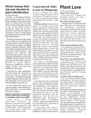 Winter botany field                      Lance-leaved violet                       Plant Lore
trip was devoted to                      is rare in Minnesota                      by Thor Kommedahl
plant identification                     by Scott A. Milburn, M.S., P.W.S,         What is New Jersey tea?
by Doug Mensing                          wetland ecologist/botanist, Critical        New Jersey tea is a shrub in the
  On Nov. 13, the Minnesota Native       Connections Ecological Services,          buckthorn family. Its name is
                                         Inc. This is an abstract of his Plant-    Ceanothus americanus.
Plant Society sponsored a winter
                                         of-the-Month talk at the Dec. 2, 2004
botany field trip at Tamarack Nature     meeting.                                  How did it get these names?
Center in White Bear Township.                                                       Although native to Minnesota and
                                           Viola lanceolata, the lance-leaved
About 15 native plant enthusiasts met                                              many other states, Ceanothus species
                                         violet, is a member of the violet
in one of the nature center ’s                                                     are distributed worldwide.
                                         family, having the characteristic
classrooms, where the society’s          zygomorphic flowers, a five-parted        Theophrastus used this name, which
president, Jason Husveth, began by       corolla, and a spurred anterior petal.    means thistle in Greek, probably
reviewing a variety of field guides      The genus is represented by 17 native     because of C. spinosus, which has
and other resources useful for winter    species and two introduced species        spiny stems. It was called New
plant identification.                    in this state. The species is one of      Jersey tea because of its use during
  We then proceeded to walk outside      several in the group of stemless or       the American Revolution as a
into the chilly air and applied what     acaulescent white flowered violets        substitute for tea after the Boston Tea
we had learned in a variety of natural   present in Minnesota. The stem            Party.
and restored ecosystems, including       appearance can be somewhat                What does the plant look like?
prairies, wetlands, and forests. Jason   deceiving, with the stem actually           It is a shrub up to three feet tall; it
showed the group persistent late fall    below ground. Keys to aid in the          has white five-petaled flowers in
and winter characteristics, and          identification of the species are the     cluster, and its fruit is a three-lobed,
explained how habitats and               narrow, strap-like leaves, which are      capsule-like drupe. It grows in dry,
                                         often three to six times longer than      open areas, dry gravelly banks, and
associated plant species can assist
                                         wide. The species is known to flower      in open woods in the state.
with plant identification. Ken Arndt,    in May and June, but it can continue
a MNPS board member, led the             flowering late into the year.             Does it have any medicinal uses?
forest portion of the walk, where we                                                 Tea made from its leaves is an
focused on woody species.                  This violet is a “state threatened”     excellent beverage, and American
Numerous wildflowers, grasses,           species that tends to inhabit saturated   Indians made tea from leaves. The
sedges, shrubs, and trees were           to wet habitats with sandy or organic     Indians also made tea from roots as
                                         substrates, including lakeshores,         a treatment for colds, stomachaches,
identified by the group.
                                         sedge meadows, and open bogs.             and lung ailments. An alkaloid in its
  Following the walk, participants       These habitats typically experience       roots has been used for lowering
met back inside the classroom to         some sort of disturbance event,           blood pressure.
warm up with tea, coffee, and            which benefits this species due to its
conversation. The MNPS would like        inability to compete with larger          Are there other economic uses?
to thank Tamarack Nature Center for      species.                                    The roots harbor nitrogen-fixing
their hospitality at the event, which                                              actinomycetes, which are useful in
                                           Lance-leaved violet is a pioneering
was thoroughly enjoyed by all.                                                     soil improvement. Horticulturally,
                                         species with a reproductive strategy
                                                                                   other species have been grafted to
  In early March the society will        that incorporates self-fertilization,
                                                                                   roots of C. americanus to produce
sponsor another winter field trip, at    cross-fertilization, and vegetative
                                         reproduction. As competition for          garden hybrids.
Falls Creek SNA. An article about
                                         light and nutrients increases within      this species statewide being loss of
that trip is on page 3.
                                         the community, the size of the            habitat via development. The
                                         population decreases, and the             species is further negatively affected
Prairie restoration handbook             population waits for the next
is available online from DNR                                                       by fire suppression, altered
                                         disturbance event. The species is         hydrology, and competition from
   Going Native: A Prairie               adapted to follow a disturbance           invasive species. Until recently,
Restoration       Handbook    for        event by quickly germinating from         there was great concern regarding the
Minnesota Landowners is available        the seed bank or by colonizing an         dwindling number of populations of
online at www.dnr.state.mn.us and        open area vegetatively.                   this species. However, due to recent
at DNR offices. Ellen Fuge edited          In Minnesota, this violet is            intensive botanical work in the
the 63-page book, which was              commonly found in the Anoka               Anoka Sandplain, numerous
illustrated by Rebecca Kilde.            Sandplain, with the greatest threat to    populations have been located.
                                                                                                                        7
 