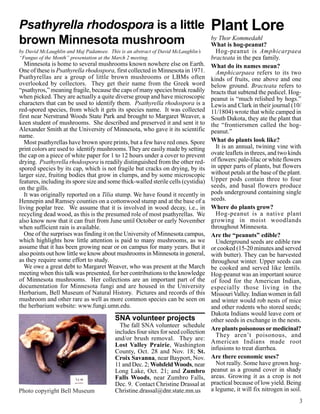 Psathyrella rhodospora is a little                                                  Plant Lore
brown Minnesota mushroom                                                            by Thor Kommedahl
                                                                                    What is hog-peanut?
by David McLaughlin and Maj Padamsee. This is an abstract of David McLaughlin’s       Hog-peanut is Amphicarpaea
“Fungus of the Month” presentation at the March 2 meeting.                          bracteata in the pea family.
  Minnesota is home to several mushrooms known nowhere else on Earth.               What do its names mean?
One of these is Psathyrella rhodospora, first collected in Minnesota in 1971.         Amphicarpaea refers to its two
Psathyrellas are a group of little brown mushrooms or LBMs often                    kinds of fruits, one above and one
overlooked by collectors. They get their name from the Greek word                   below ground. Bracteata refers to
“psathyros,” meaning fragile, because the caps of many species break readily        bracts that subtend the pedicel. Hog-
when picked. They are actually a quite diverse group and have microscopic           peanut is “much relished by hogs.”
characters that can be used to identify them. Psathyrella rhodospora is a           Lewis and Clark in their journal (10/
red-spored species, from which it gets its species name. It was collected           11/1804) wrote that while camped in
first near Nerstrand Woods State Park and brought to Margaret Weaver, a             South Dakota, they ate the plant that
keen student of mushrooms. She described and preserved it and sent it to            the “frontiersmen called the hog-
Alexander Smith at the University of Minnesota, who gave it its scientific          peanut.”
name.
  Most psathyrellas have brown spore prints, but a few have red ones. Spore         What do plants look like?
print colors are used to identify mushrooms. They are easily made by setting          It is an annual, twining vine with
the cap on a piece of white paper for 1 to 12 hours under a cover to prevent        ovate leaflets in threes, and two kinds
drying. Psathyrella rhodospora is readily distinguished from the other red-         of flowers: pale-lilac or white flowers
spored species by its cap, which is not fragile but cracks on drying, by its        in upper parts of plants, but flowers
larger size, fruiting bodies that grow in clumps, and by some microscopic           without petals at the base of the plant.
features, including its spore size and some thick-walled sterile cells (cystidia)   Upper pods contain three to four
on the gills.                                                                       seeds, and basal flowers produce
  It was originally reported on a Tilia stump. We have found it recently in         pods underground containing single
Hennepin and Ramsey counties on a cottonwood stump and at the base of a             seeds.
living poplar tree. We assume that it is involved in wood decay, i.e., in           Where do plants grow?
recycling dead wood, as this is the presumed role of most psathyrellas. We            Hog-peanut is a native plant
also know now that it can fruit from June until October or early November           growing in moist woodlands
when sufficient rain is available.                                                  throughout Minnesota.
  One of the surprises was finding it on the University of Minnesota campus,        Are the “peanuts” edible?
which highlights how little attention is paid to many mushrooms, as we                Underground seeds are edible raw
assume that it has been growing near or on campus for many years. But it            or cooked (15-20 minutes and served
also points out how little we know about mushrooms in Minnesota in general,         with butter). They can be harvested
as they require some effort to study.                                               throughout winter. Upper seeds can
  We owe a great debt to Margaret Weaver, who was present at the March              be cooked and served like lentils.
meeting when this talk was presented, for her contributions to the knowledge        Hog-peanut was an important source
of Minnesota mushrooms. Her collections are an important part of the                of food for the American Indian,
documentation for Minnesota fungi and are housed in the University                  especially those living in the
Herbarium, Bell Museum of Natural History. Pictures and records of this             Missouri Valley. Indian women in fall
mushroom and other rare as well as more common species can be seen on               and winter would rob nests of mice
the herbarium website: www.fungi.umn.edu.                                           and other rodents who stored seeds;
                                                                                    Dakota Indians would leave corn or
                                         SNA volunteer projects                     other seeds in exchange in the nests.
                                           The fall SNA volunteer schedule
                                                                                    Are plants poisonous or medicinal?
                                         includes four sites for seed collection
                                                                                      They aren’t poisonous, and
                                         and/or brush removal. They are:
                                                                                    American Indians made root
                                         Lost Valley Prairie, Washington
                                                                                    infusions to treat diarrhea.
                                         County, Oct. 28 and Nov. 18; St.
                                         Croix Savanna, near Bayport, Nov.          Are there economic uses?
                                         11 and Dec. 2; Wolsfeld Woods, near          Not really. Some have grown hog-
                                         Long Lake, Oct. 21; and Zumbro             peanut as a ground cover in shady
                                         Falls Woods, near Zumbro Falls,            areas. Growing it as a crop is not
                                         Dec. 9. Contact Christine Drassal at       practical because of low yield. Being
Photo copyright Bell Museum              Christine.drassal@dnr.state.mn.us          a legume, it will fix nitrogen in soil.
                                                                                                                           3
 