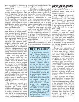 not being replaced by their own or
other palatable species, as would
                                           result (as long as said trends are not
                                           caused by us humans).                    Rock-pool plants
normally occur.                                                                     Continued from page 3
                                               Should you visit the west end of     of photosynthesis while it is a
    Successful escape of highly            Isle Royale, no doubt stopping at        submerged aquatic plant (as do
palatable trees occurred only once         the Windigo Ranger Station, a good       species of Isoetes).
in the 20th century. That was after        impression of moose effects can be
a very large fire in 1936, followed        seen at a moose-exclosure located            Mud plantain (Heteranthera
by re-vegetation by birch and aspen        close-by.     Constructed in 1979        limosa) — This species in the
so widespread that moose could not         where prior vegetation was similar       Pontederiaceae was previously
suppress the saplings. Otherwise,          to that outside the exclosure today,     known from only two locations in
inability of young trees to escape the     you can appreciate that as soon as       Minnesota. MCBS documented
reach of moose has led to openings         moose were excluded, long-hedged         two new populations of this species
in the canopy, forming what we call        firs, aspens, and other preferred        in rock outcrop pools sustained by
“spruce-moose savannas.”                   hardwoods grew quickly, reaching         runoff and groundwater seepage in
                                           their nearly full height within 15       Rock County.
    In these savannas, most woody
plants remain as hedged shrubs,            or so years, while the vegetation            Slender plantain (Plantago
while herbage becomes abundant,            outside has remained as before —         elongata) — This tiny, annual,
as in meadows. This affords moose          a savanna. Around the outside, the       stemless plantain is a western species
prolonged access to browse, but the        mature firs and most mature white        that reaches the easternmost edge of
plants eventually decline in size          birch present in 1979 have since         its United States range in southwest
and productivity due to chronic,           died and fallen.                         Minnesota. Previously known from
year-round (for deciduous ones)            Note: A power-point with colored         one recent and two old collections
cropping. Meanwhile, slowly but            graphics was used for this talk. For     in Minnesota, MCBS documented
surely, white spruce, being totally        a copy, contact Peter at pajordan@       just one new population in spite of
unpalatable and free of competition        umn.edu                                  much searching.
from other woody species, occupies
the site, eventually dominating the          Tip of the season                          Though more populations of
                                                                                    these rare plants have been located
canopy. This creates a habitat of no         by Beth Nixon                          in recent years, they are confined
value to moose other than as cover.             “It won’t hurt if I just dig        to a very specific habitat with a
                                             one.”  Whether digging wild            very limited range in Minnesota.
    When, after many years, the              orchids on private property or         Furthermore, the persistence of the
spruce reaches mature size and               in public places, taking one is        native flora on many rock outcrops
high density, it becomes subject to          a bad idea.  Many of us love           in Minnesota’s prairie region is
wildfire. However, the time lapse            to own things of beauty and            threatened from overgrazing or
since preferred browse species               pleasure.  Orchids seem to             rock mining. Efforts to protect these
died out may be so long that their           foot that bill for native plant        special habitats have included public
roots and seeds may no longer be             lovers. We must be mindful             land acquisition, environmental
present, hence leaving the post-             that their beauty is beholden to       review of proposed mines, and a
fire vegetation with little preferred        like kinds, other orchids, mossy       recent and successful program to
forage for moose as normally occurs          surfaces, undescribed networks         purchase perpetual conservation
where mixed stands burn. There has           of subterranean hyphae, the            easements in Renville and Redwood
not been time for observing whether          ecology of rotting matter — a          counties.
this will occur at Isle Royale, i.e. a       symbiology of mystery we can               Public awareness and concern
couple of centuries, but it is certainly     never create on our windowsills        about the plight of these places have
a relevant question for researchers          and gardens.   Choose not to           been instrumental for furthering the
at Isle Royale.                              extract the mystery and awe            cause of protecting these habitats
   The island, as a national park,           from wild places. Cultivated           in the Minnesota River Valley. It
cannot be managed to produce                 orchids are commercially               appears that there is somewhat less
vegetation that favors certain               available, but remind youself          public awareness about the unique
valued animals, as might be done             and others to check sources            outcrop flora in the inner Prairie
on private or Forest Service land,           before purchasing. Search for          Coteau region. Continued public
In contrast, the island is a setting         a meadow full of wild orchids          education about these places and
where diverse or unexpected trends           that can only bring beauty as a        assistance for landowners who
in natural ecosystems can be studied         collective whole.  Enjoy them,         would consider protection options
without concern for a particular end         but take only pictures.                should be a priority.
                                                                                                                         5
 