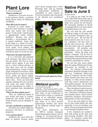 Plant Lore                              aren’t showy enough, have a short
                                        blooming time, and go dormant          Native Plant
by Thor Kommedahl
 What is starflower?
                                        in mid-summer. Starflower is
                                        susceptible to smut caused by          Sale is June 5
     Starflower is Trientalis borealis, Urocystis trientalis, and voles prefer by Ken Arndt
in the primrose family, a common to eat infected over noninfected                 It is time to get ready for this
spring flower native to Minnesota plants.                                      year’s MN NPS native plant sale at
woodlands.                                                                     our June 5 meeting. This annual sale
                                                                               helps raise money for the Society.
 How did it get its names?                                                     We encourage members to divide
    Trientalis in Latin means “a                                               or propagate their own native plants
third of a foot” because it averages                                           and donate them to our sale.
about four inches tall; borealis                                                  We will hold the sale outside
means “of the north,” and the plant                                            of Dakota Lodge on the patio area
is appropriately called northern                                               that overlooks Thompson Lake, as
starflower. Because the petals                                                 we did last year. We ask that all
resemble a seven-pointed star, it                                              plant material arrive by 6 p.m., so
is named starflower. Some refer                                                our volunteers will have time to
to this plant as a “plant of sevens”                                           get the sales area set up. The sale
because it usually has seven petals,                                           will take place after our speaker’s
seven sepals, seven anthers, and                                               presentation. All members and
sometimes even seven leaves. Plants                                            non-members will be allowed to
with flower parts in sevens are rare.                                          participate. When the plant sale
 What does the plant look like?                                                begins, volunteers will be first to
    It is a four-inch tall perennial                                           select plants, followed by those who
with rhizomes and tubers (one to                                               donated plant material, then by other
four per plant). The four to seven                                             members, and finally by visitors.
simple leaves appear at the stem                                                  We ask that only native plants
tip in a whorl without petioles, or                                            from the region (Minnesota/western
very short ones, and are slender                                               Wisconsin) be included in the
and conspicuously veined. Usually                                              sale. No cultivars (horticultural
single, sometimes two to three, white                                          selections) should be brought to the
flowers with five to nine, but usually                                         sale (e.g. ‘Goldstrum’ black-eyed
seven, petals per flower appear Trientalis borealis photo by Peter Susan or ‘Gateway’ Joe-Pye-weed).
from May to June. Pollination is by Dziuk                                      Plants should come from your own
native bees.  Fruits are berry-like                                            property or other private property
capsules splitting into five sections                                          with that owner’s permission, not
with many tiny seeds. However,         Wetland quality
asexual reproduction by tubers is continued from page 1
                                                                               from public property. Do not bring
                                                                               any plants dug without permission.
more important than reproduction methods. Chief among these is the                Place the plants in typical nursery
by seeds.                               Floristic Quality Assessment (FQA).    containers with adequate water and
 Where do these plants grow?            FQA relies on the Coefficient of soil. Label them with both common
      They are understory plants in Conservatism which is a numerical and scientific names. Prices will be
rich woods and bogs in conifer- rating of an individual species’ marked by volunteers. We will have
hardwood and boreal forests in affinity to natural habitats. FQA plant guides to help with labeling.
North America and are abundant in may allow us to move beyond                      Try to dig your plants at least
patches.                                depressional marshes and assess        two to four weeks before the sale,
Are they medicinal or poisonous? all the different wetland types in especially if you are dividing your
     The tubers are neither edible nor Minnesota.                              plants. That way the plants have time
poisonous and have no medicinal            For more information on to get through transplant shock.
properties.                             the MPCA wetland biological               A few volunteers are needed to
 Is it a garden plant?                  monitoring program, please visit our help with setting up the sales area
                                                                               and assisting members with their
      Gardeners shy away from this webpage at: www.pca.state.mn.us/
                                                                               plants. To volunteer, contact Ken
plant in gardens because plants water/biomonitoring/bio-wetlands.
                                        html                                   Arndt at ken.arndt@mnnps.org
                                                                                                                    7
 