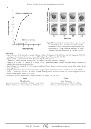 Ferreira, S. (2014), Revista de Ciência Elementar, 2(02):0058 
Oócitos com aquaporinas 
Oócitos de controlo 
0.5 1.5 2.5 3/5 
Referências 
1. Agre, P., Preston, G. M., Smith, B. L., Jung, J. S., Raina, S., Moon, C., Guggino, W. B., & Nielson, S. (1993). Aquaporin CHIP: The 
archetypal molecular channel. American Journal of Physiology - Renal Physiology, 265, 463-476. 
2. Agre, P. (2004). Aquaporin water channels. Bioscience Reports, 24(3), 127-163. 
3. Campbell, N., & Reece, J. (2008). Biology (8ª ed.). San Francisco: Pearson/ Benjamin Cummings. 
4. Preston, G. M., Carroll, T. P., Guggino, W. B., & Agre, P. (1992). Appearance of water channels in Xenopus oocytes expressing red 
cell CHIP 28 protein. Science, 256, 385–387. 
5. Agre, P., Sasaki, S., & Chrispeels, J. (1993) Aquaporins: a family of water channel proteins. American Journal of Physiology - Renal 
Physiolog. 265, 461. 
6. Benga, G. (2009). Water channel proteins (later called aquaporins) and relatives: Past, present, and future. Life, 61(2), 112-133. 
7. Maurel, C., Verdoucq, L., Luu, D.-T., & Santoni, V. (2008) Plant aquaporins: Membran channels with multiple integrated functions. 
Annual Review of Plant Biology, 59, 595-624. 
8. Verkman, A. S. (2011). Aquaporins at a glance. Journal of Cell Science, 124, 2107-2112. 
Casa das Ciências rce.casadasciencias.org 2 
1.5 
1.4 
1.3 
1.2 
1.1 
1.0 
0 1 2 3 4 5 
A 
B 
Tempo (min) 
Volume relativo 
x 
B 
Tempo (min) 
Minutos 
Controlo Aquaporinas 
Figura 1 Permeabilidade da membrana celular à água em oócitos 
de Xenopus laevis. (A) A lise celular dos oócitos injetados 
com RNA que codifica a proteína CHIP28 (aquaporina) está 
representada por (X). (B) Fotografias dos oócitos no tempo 
indicado. (Adaptado de Preston et al., 1992, Fig. 2, p.386) 
Autor 
Sílvia Ferreira 
Licenciatura em ensino de Biologia e Geologia e Mestrado em 
Didática das Ciências pela Fac. de Ciências da Univ. de Lisboa 
Editor 
Jorge Canhoto 
Departamento de Ciências da Vida da Faculdade 
de Ciências e Tecnologia da Universidade de Coimbra 
