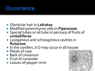  Glandular hair in Labiatae
 Modified parenchyma cells in Piperaceae
 Special tubes or oil tube in pericarp of fruits of
umbelliferae
 Lysogenous and schizogenous cavities in
Rutaceae
 In the conifers ,V.O may occur in all tissues
 Petals of rose
 Bark of cinnamon
 Fruit of coriander
 Leaves of pepper mint
 