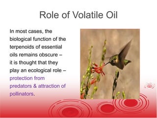 Role of Volatile Oil
In most cases, the
biological function of the
terpenoids of essential
oils remains obscure –
it is thought that they
play an ecological role –
protection from
predators & attraction of
pollinators.
 