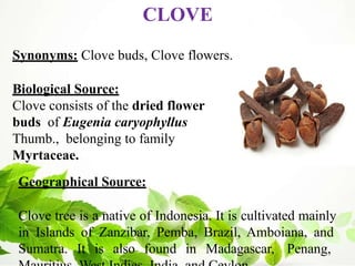 CLOVE
Synonyms: Clove buds, Clove flowers.
Biological Source:
Clove consists of the dried flower
buds of Eugenia caryophyllus
Thumb., belonging to family
Myrtaceae.
Geographical Source:
Clove tree is a native of Indonesia. It is cultivated mainly
in Islands of Zanzibar, Pemba, Brazil, Amboiana, and
Sumatra. It is also found in Madagascar, Penang,
 