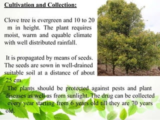Cultivation and Collection:
Clove tree is evergreen and 10 to 20
m in height. The plant requires
moist, warm and equable climate
with well distributed rainfall.
It is propagated by means of seeds.
The seeds are sown in well-drained
suitable soil at a distance of about
25 cm.
The plants should be protected against pests and plant
diseases as well as from sunlight. The drug can be collected
every year starting from 6 years old till they are 70 years
old.
 
