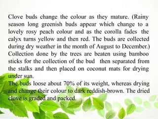 Clove buds change the colour as they mature. (Rainy
season long greenish buds appear which change to a
lovely rosy peach colour and as the corolla fades the
calyx turns yellow and then red. The buds are collected
during dry weather in the month of August to December.)
Collection done by the trees are beaten using bamboo
sticks for the collection of the bud then separated from
the stalks and then placed on coconut mats for drying
under sun.
The buds loose about 70% of its weight, whereas drying
and change their colour to dark reddish-brown. The dried
clove is graded and packed.
 