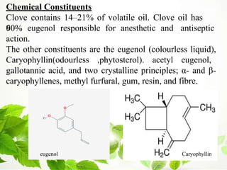 Chemical Constituents
Clove contains 14–21% of volatile oil. Clove oil has
60–
90% eugenol responsible for anesthetic and antiseptic
action.
The other constituents are the eugenol (colourless liquid),
Caryophyllin(odourless ,phytosterol). acetyl eugenol,
gallotannic acid, and two crystalline principles; α- and β-
caryophyllenes, methyl furfural, gum, resin, and fibre.
eugenol Caryophyllin
 