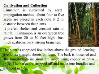 Cultivation and Collection
Cinnamon is cultivated by seed
propagation method, about four to five
seeds are placed in each hole at 2 m
distance between the plants.
It prefers shelter and constant rain to
rainfall. Cinnamon is an evergreen tree
grows from 20 to 30 feet high, has
thick scabrous bark, strong branches.
The plant is coppiced few inches above the ground, leaving
five to six straight shoots on them. The bark is loosened and
the longitudinal incisions are made using copper or brass
knife. The barks arc stripped off and made into bundles and
wrapped in Coir.
 