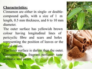 Characteristics:
Cinnamon are either in single- or double-
compound quills, with a size of 1 m
length, 0.5 mm thickness, and 6 to 10 mm
diameter.
The outer surface has yellowish brown
colour having longitudinal lines of
pericyclic fibre and scars and holes
representing the position of leaves or the
lateral shoots.
The inner surface is darker than the outer.
Cinnamon ha a fragrant perfume; taste
aromatic and sweet.
 