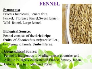 FENNEL
Synonyms:
Fructus foeniculli, Fennel fruit,
Fenkel, Florence fennel,Sweet fennel,
Wild fennel, Large fennel.
Biological Source:
Fennel consists of the dried ripe
fruits of Foeniculum vulgare Miller.,
belonging to family Umbelliferae.
Geographical Source:
Fennel is indigenous to Mediterranean countries and
Asia; it is largely cultivated in France, Saxony, Japan,
Galicia, Russia, India, and Persia.
 