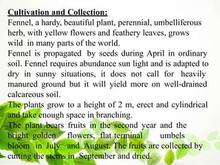 Cultivation and Collection:
Fennel, a hardy, beautiful plant, perennial, umbelliferous
herb, with yellow flowers and feathery leaves, grows
wild in many parts of the world.
Fennel is propagated by seeds during April in ordinary
soil. Fennel requires abundance sun light and is adapted to
dry in sunny situations, it does not call for heavily
manured ground but it will yield more on well-drained
calcareous soil.
The plants grow to a height of 2 m, erect and cylindrical
and take enough space in branching.
The plant bears fruits in the second year and the
bright golden flowers, flat terminal umbels
bloom in July and August. The fruits are collected by
cutting the stems in September and dried.
 