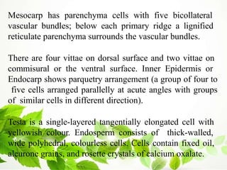 Mesocarp has parenchyma cells with five bicollateral
vascular bundles; below each primary ridge a lignified
reticulate parenchyma surrounds the vascular bundles.
There are four vittae on dorsal surface and two vittae on
commisural or the ventral surface. Inner Epidermis or
Endocarp shows parquetry arrangement (a group of four to
five cells arranged parallelly at acute angles with groups
of similar cells in different direction).
Testa is a single-layered tangentially elongated cell with
yellowish colour. Endosperm consists of thick-walled,
wide polyhedral, colourless cells. Cells contain fixed oil,
aleurone grains, and rosette crystals of calcium oxalate.
 