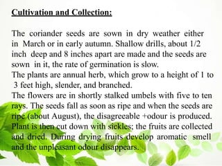 Cultivation and Collection:
The coriander seeds are sown in dry weather either
in March or in early autumn. Shallow drills, about 1/2
inch deep and 8 inches apart are made and the seeds are
sown in it, the rate of germination is slow.
The plants are annual herb, which grow to a height of 1 to
3 feet high, slender, and branched.
The flowers are in shortly stalked umbels with five to ten
rays. The seeds fall as soon as ripe and when the seeds are
ripe (about August), the disagreeable +odour is produced.
Plant is then cut down with sickles; the fruits are collected
and dried. During drying fruits develop aromatic smell
and the unpleasant odour disappears.
 