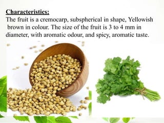 Characteristics:
The fruit is a cremocarp, subspherical in shape, Yellowish
brown in colour. The size of the fruit is 3 to 4 mm in
diameter, with aromatic odour, and spicy, aromatic taste.
 