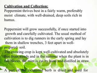 Cultivation and Collection:
Peppermint thrives best in a fairly warm, preferably
moist climate, with well-drained, deep soils rich in
humus.
Peppermint will grow successfully, if once started into
growth and carefully cultivated. The usual method of
cultivation is to dig runners in the early spring and lay
them in shallow trenches, 3 feet apart in well-
prepared soil.
The growing crop is kept well-cultivated and absolutely
free from weeds and in the summer when the plant is in
full bloom, the mint is cut by hand and distilled in straw.
A part of the exhausted herb is dried and used for
 