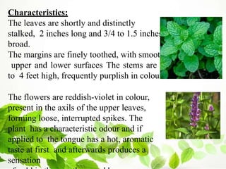 Characteristics:
The leaves are shortly and distinctly
stalked, 2 inches long and 3/4 to 1.5 inches
broad.
The margins are finely toothed, with smooth
upper and lower surfaces The stems are 2
to 4 feet high, frequently purplish in colour.
The flowers are reddish-violet in colour,
present in the axils of the upper leaves,
forming loose, interrupted spikes. The
plant has a characteristic odour and if
applied to the tongue has a hot, aromatic
taste at first and afterwards produces a
sensation
 