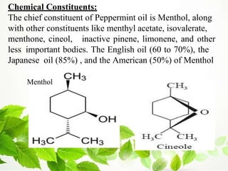 Chemical Constituents:
The chief constituent of Peppermint oil is Menthol, along
with other constituents like menthyl acetate, isovalerate,
menthone, cineol, inactive pinene, limonene, and other
less important bodies. The English oil (60 to 70%), the
Japanese oil (85%) , and the American (50%) of Menthol
Menthol
 