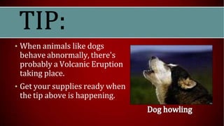 • When animals like dogs
behave abnormally, there's
probably a Volcanic Eruption
taking place.
• Get your supplies ready when
the tip above is happening.
 