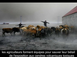 les agriculteurs forment équipes pour sauver leur bétail de l'exposition aux cendres volcaniques toxiques  