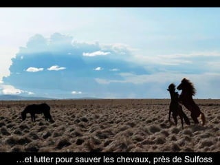 … et lutter pour sauver les chevaux, près de Sulfoss 