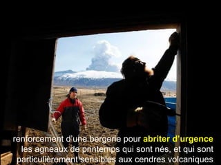 renforcement d’une bergerie pour  abriter d’urgence  les agneaux de printemps qui sont nés, et qui sont particulièrement sensibles aux cendres volcaniques 