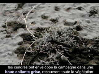 les cendres ont enveloppé la campagne dans une  boue collante grise , recouvrant toute la végétation 