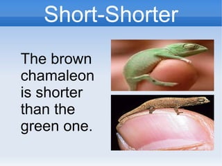 Short-Shorter
The brown
chamaleon
is shorter
than the
green one.