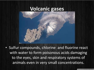 Volcanic gases
• Sulfur compounds, chlorine and fluorine react
with water to form poisonous acids damaging
to the eyes, skin and respiratory systems of
animals even in very small concentrations.
 