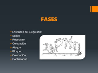FASES
 Las fases del juego son:
 Saque
 Recepción
 Colocación
 Ataque
 Bloqueo
 Colocación
 Contrataque.
 