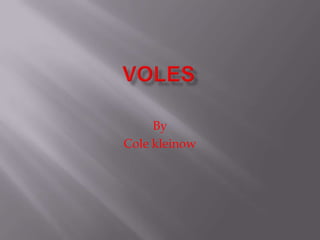 Voles By  Cole kleinow 