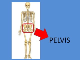 PELVIS