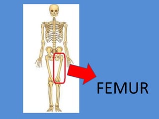 FEMUR