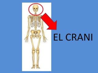 EL CRANI