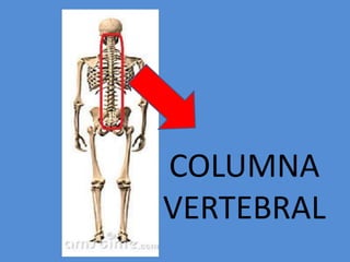 COLUMNA
VERTEBRAL