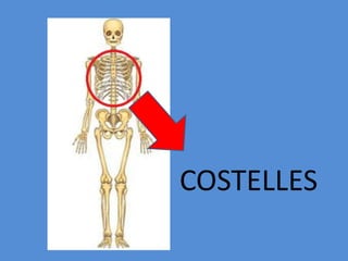 COSTELLES