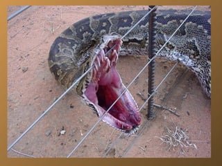 Voleur de moutons en australie