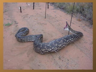 Voleur de moutons en australie