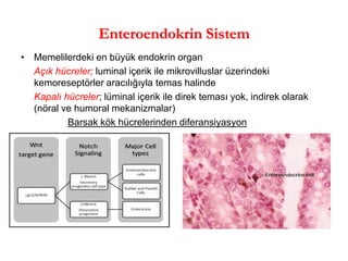 •Memelilerdeki en büyük endokrin organ 
Açık hücreler; luminal içerik ile mikrovilluslar üzerindeki kemoreseptörler aracılığıyla temas halinde 
Kapalı hücreler; lüminal içerik ile direk teması yok, indirek olarak (nöral ve humoral mekanizmalar) 
Barsak kök hücrelerinden diferansiyasyon Enteroendokrin Sistem  