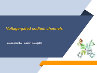 Voltage-gated sodium channels
presented by : nasim pourjalili
 