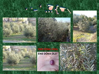 L'OLIVERA ENS DÓNA VIDA,   ENS DÓNA OLI! 