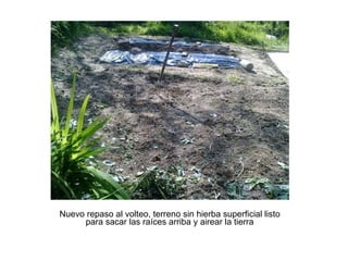 Nuevo repaso al volteo, terreno sin hierba superficial listo para sacar las raíces arriba y airear la tierra