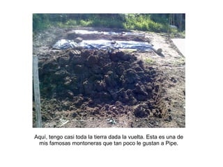 Aquí, tengo casi toda la tierra dada la vuelta. Esta es una de mis famosas montoneras que tan poco le gustan a Pipe.