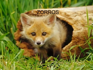 ZORROS
 