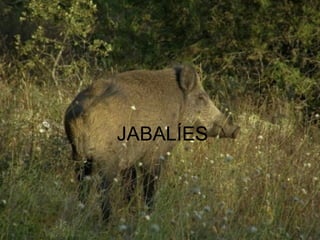 JABALÍES
 