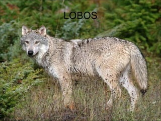 LOBOS
 