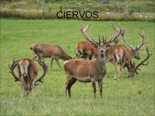 CIERVOS
 