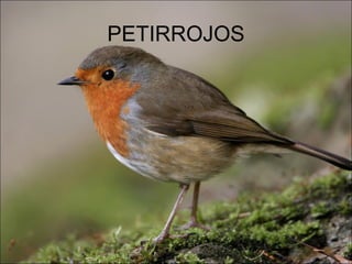 PETIRROJOS
 