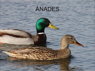 ÁNADES
 