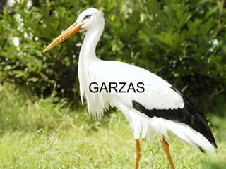 GARZAS
 